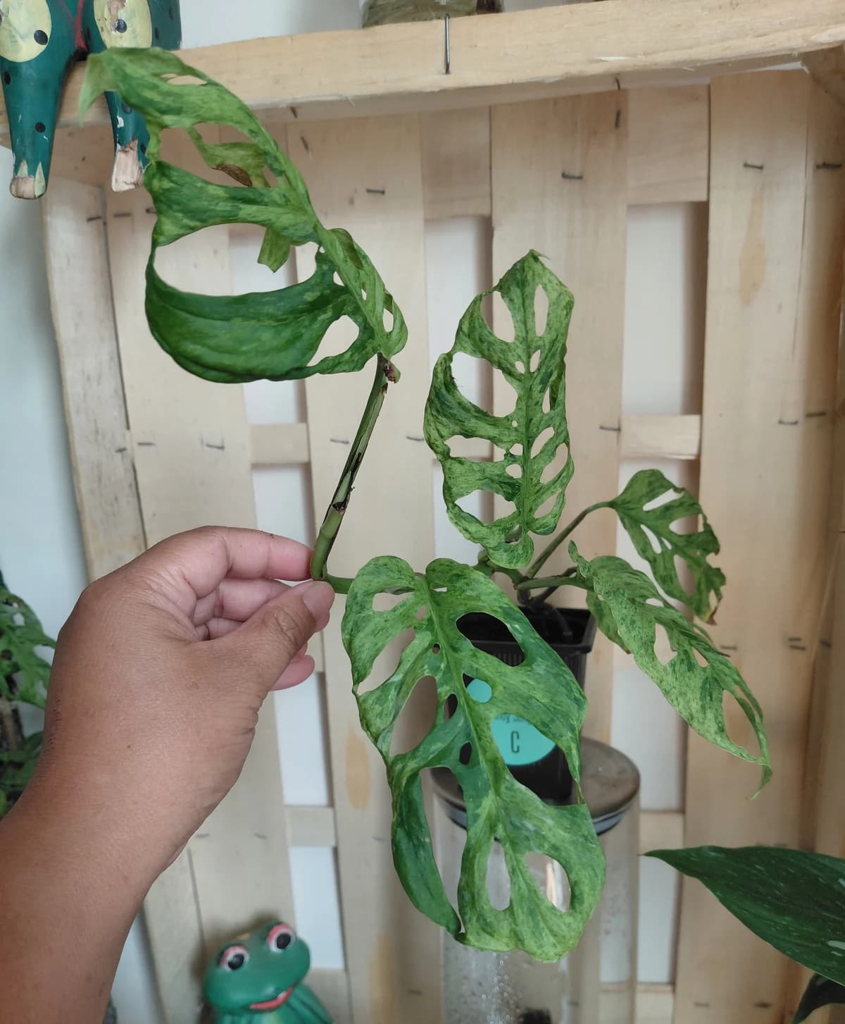Monstera adansonii "frozen freckles"