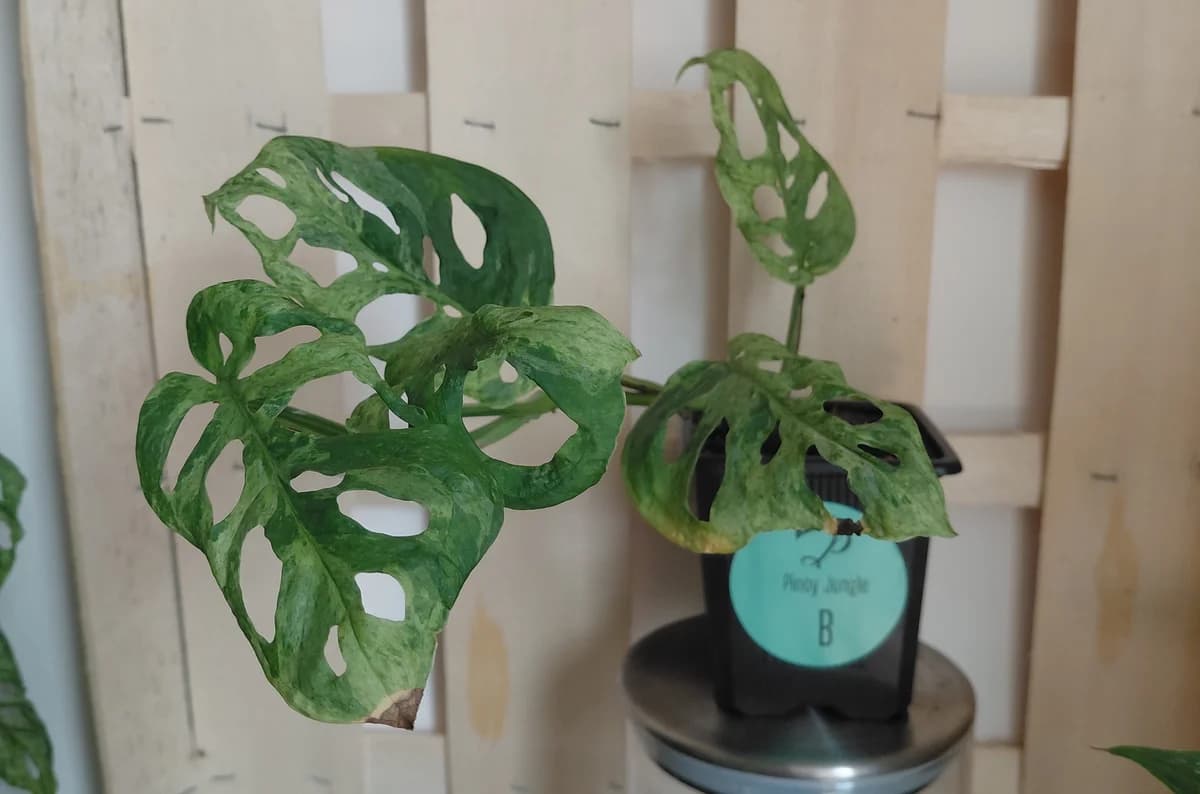 Monstera adansonii "frozen freckles"