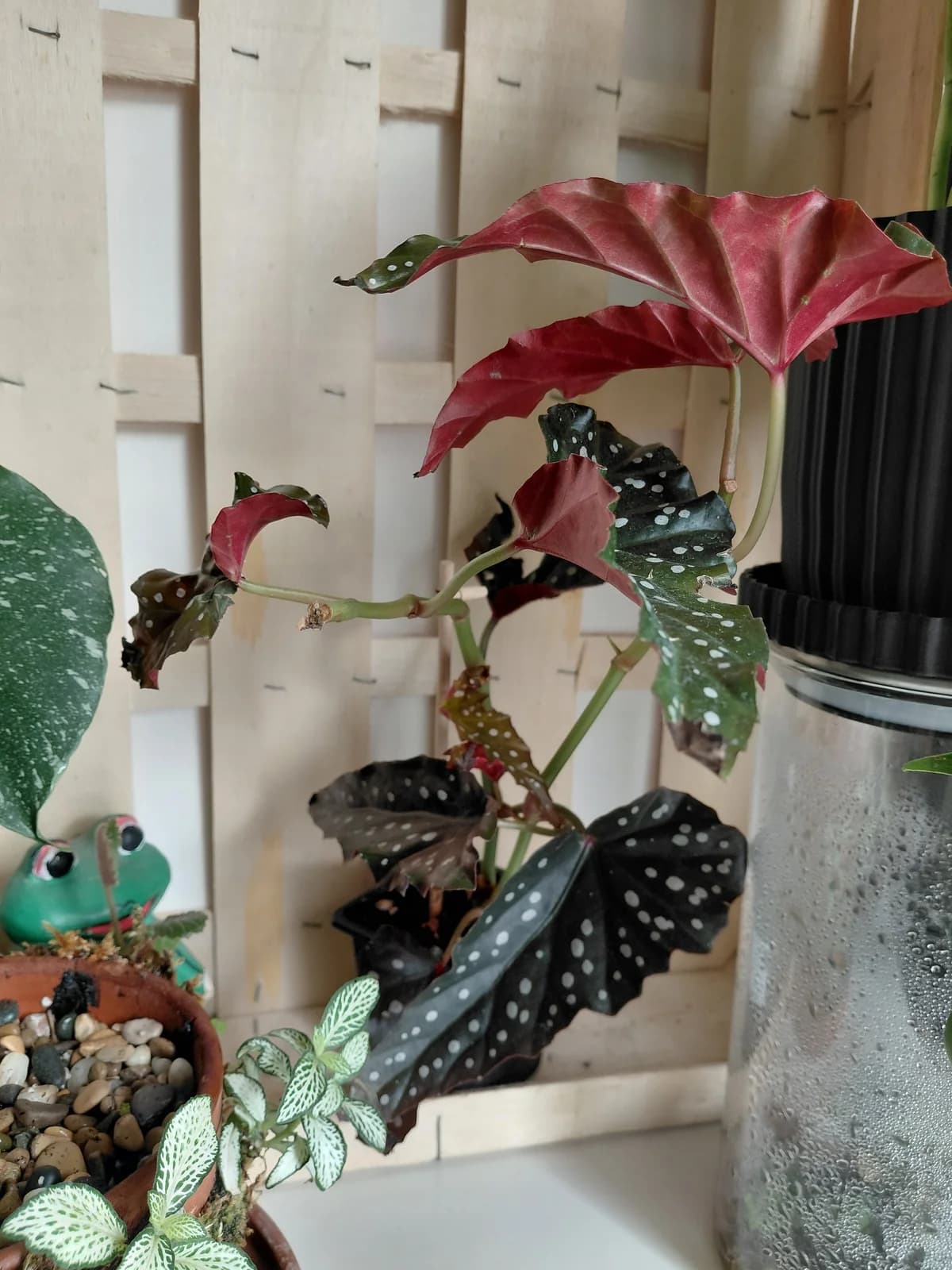 Begonia maculata raddi