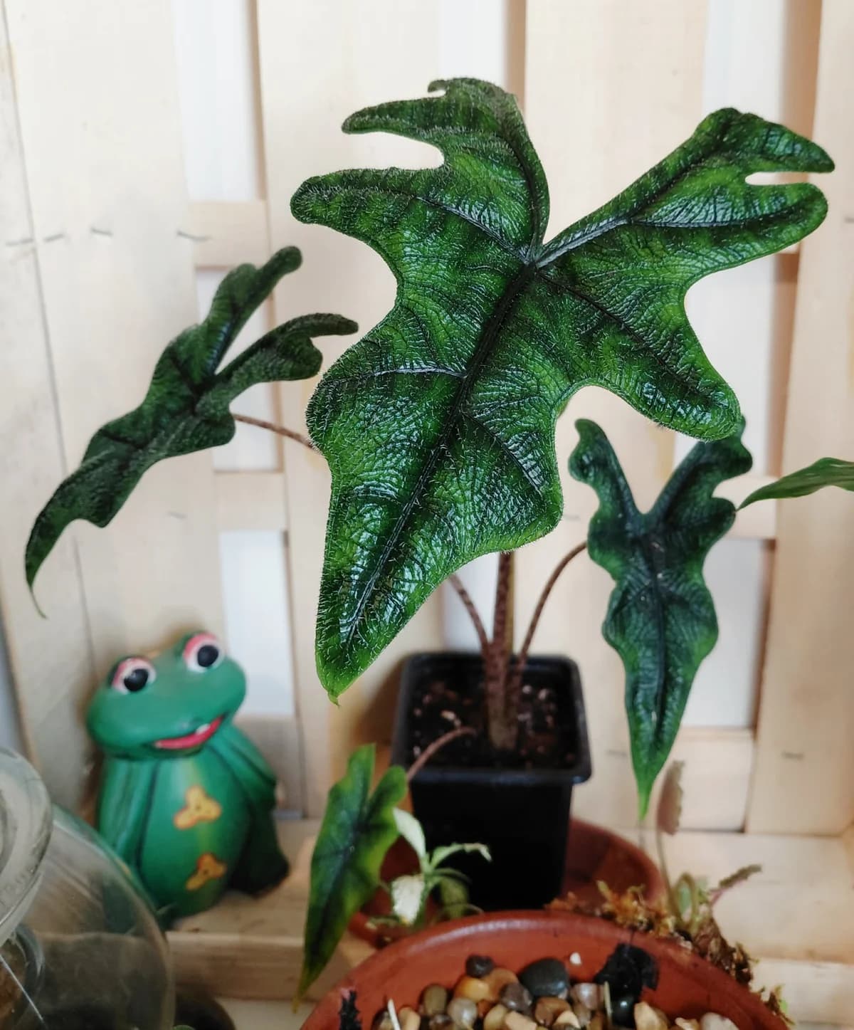 Alocasia Jacklyn