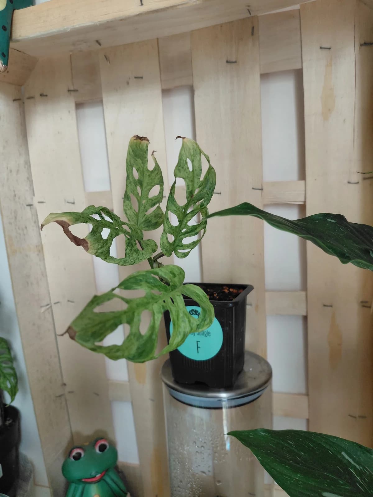 Monstera adansonii "frozen freckles"