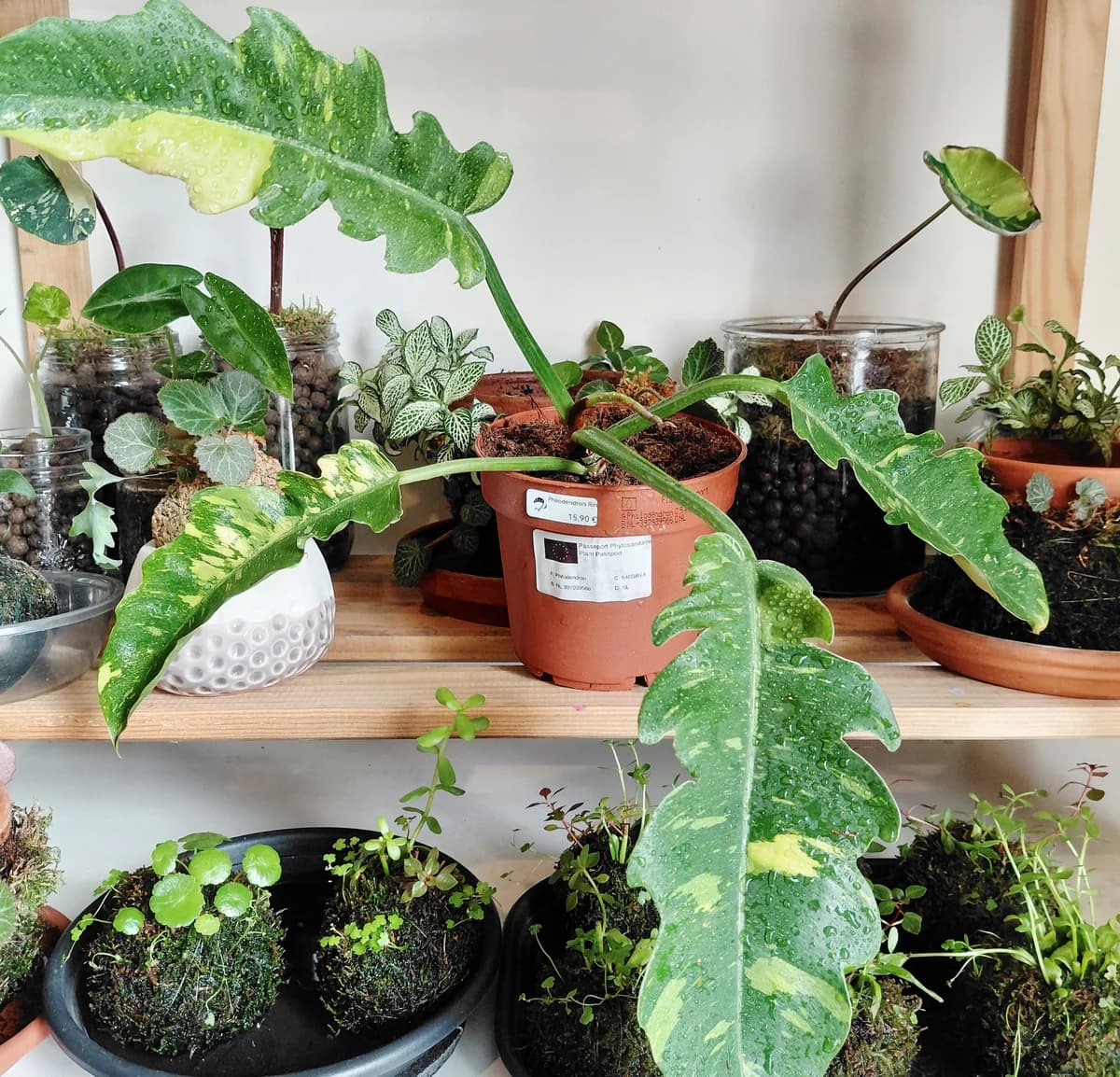 Philodendron Ring of fire