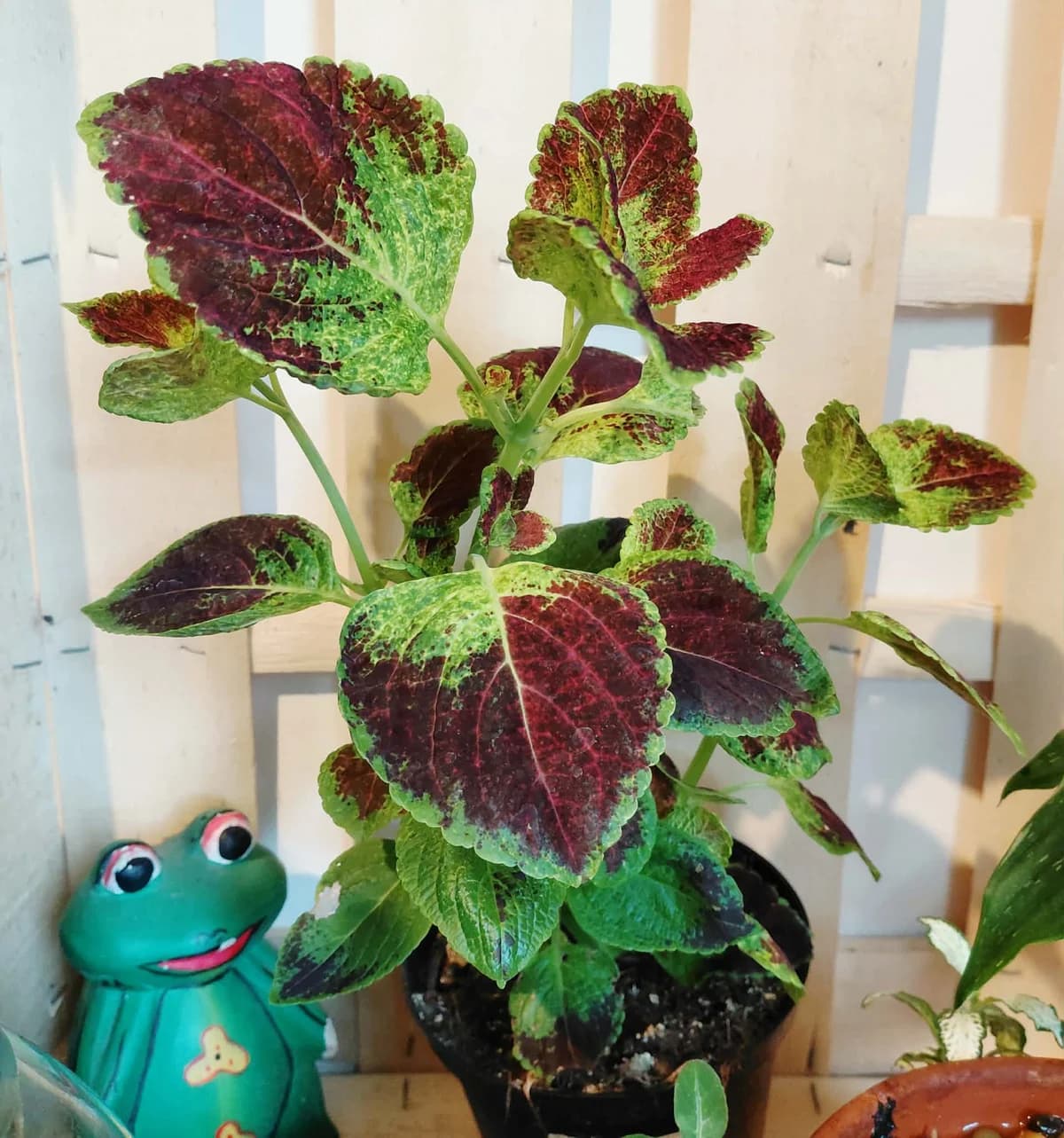 Coleus blumei
