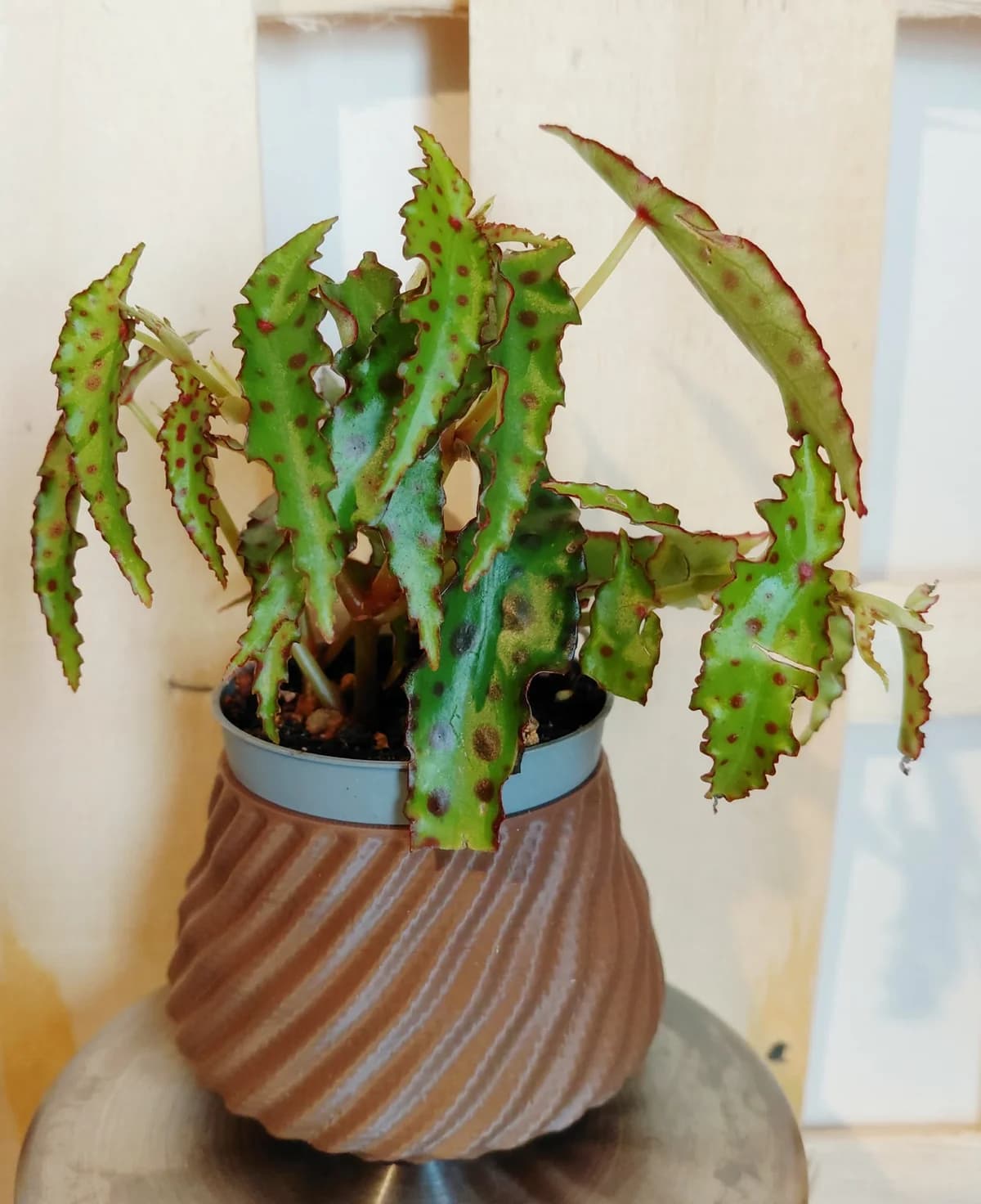 Begonia amphioxus