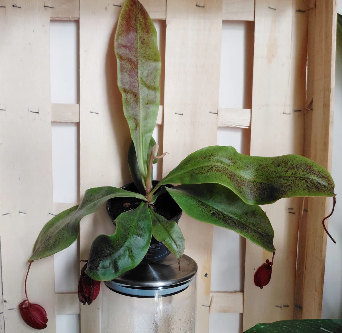 Nepenthes