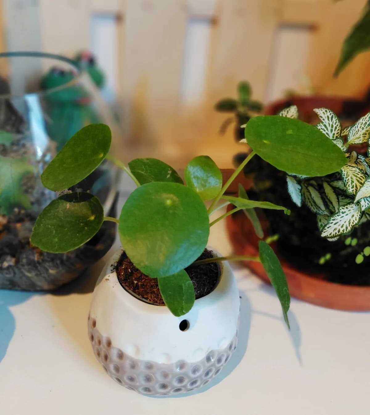 Pilea Peperomioides