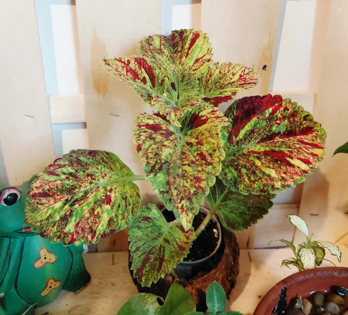 Coleus Magnificent Mile