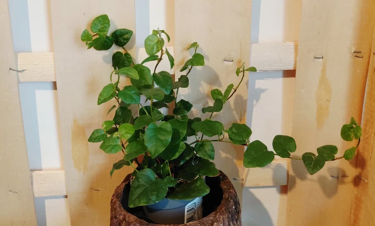 Ficus pumila
