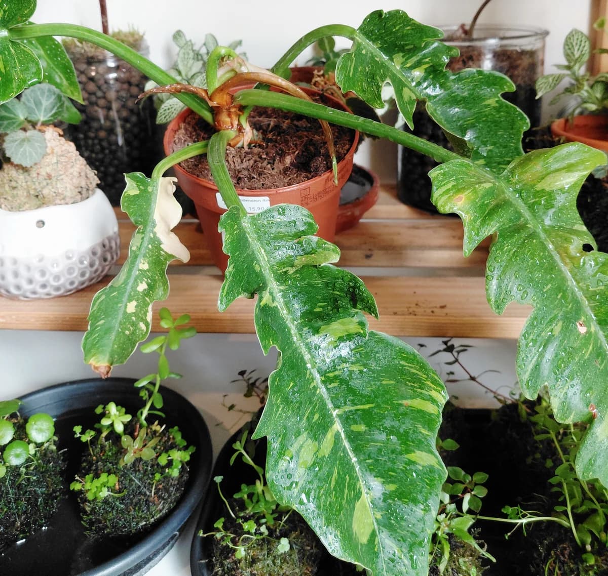 Philodendron Ring of fire