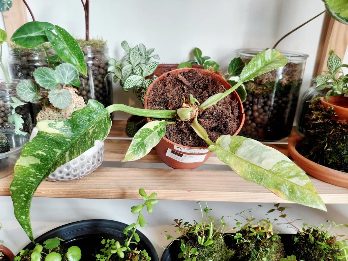 Philodendron Ring of fire