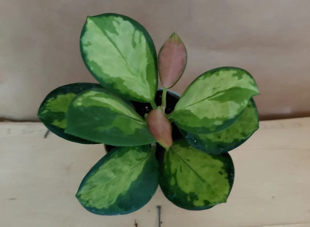Hoya australis "Lisa"