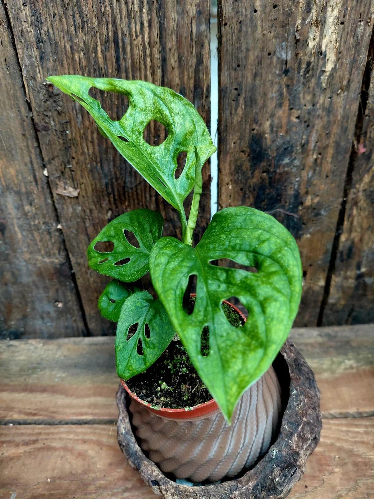 Monstera adansonii suisse "mint"