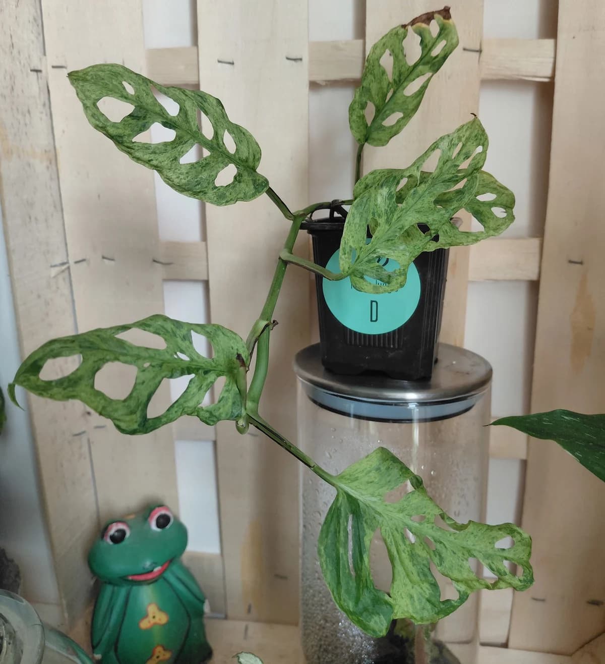 Monstera adansonii "frozen freckles"