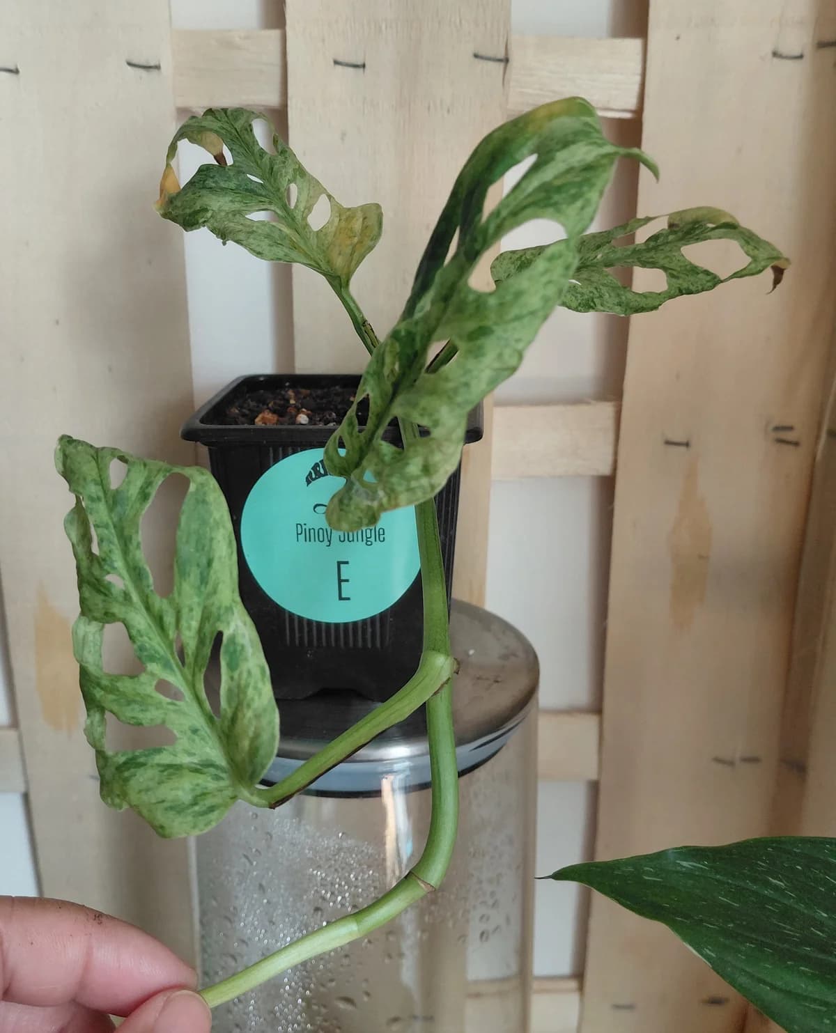 Monstera adansonii "frozen freckles"