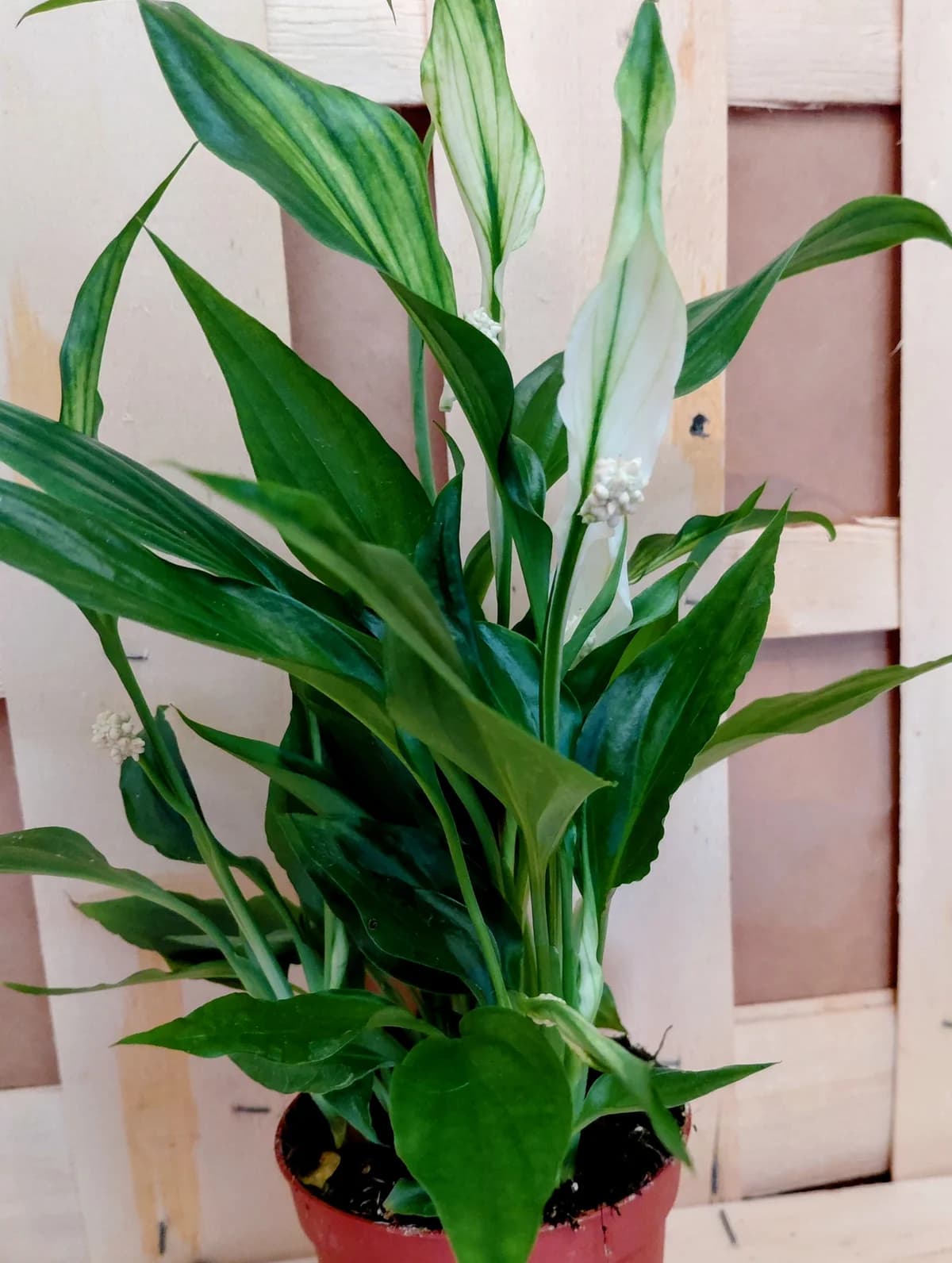 Spathiphyllum "fleur de lunre"