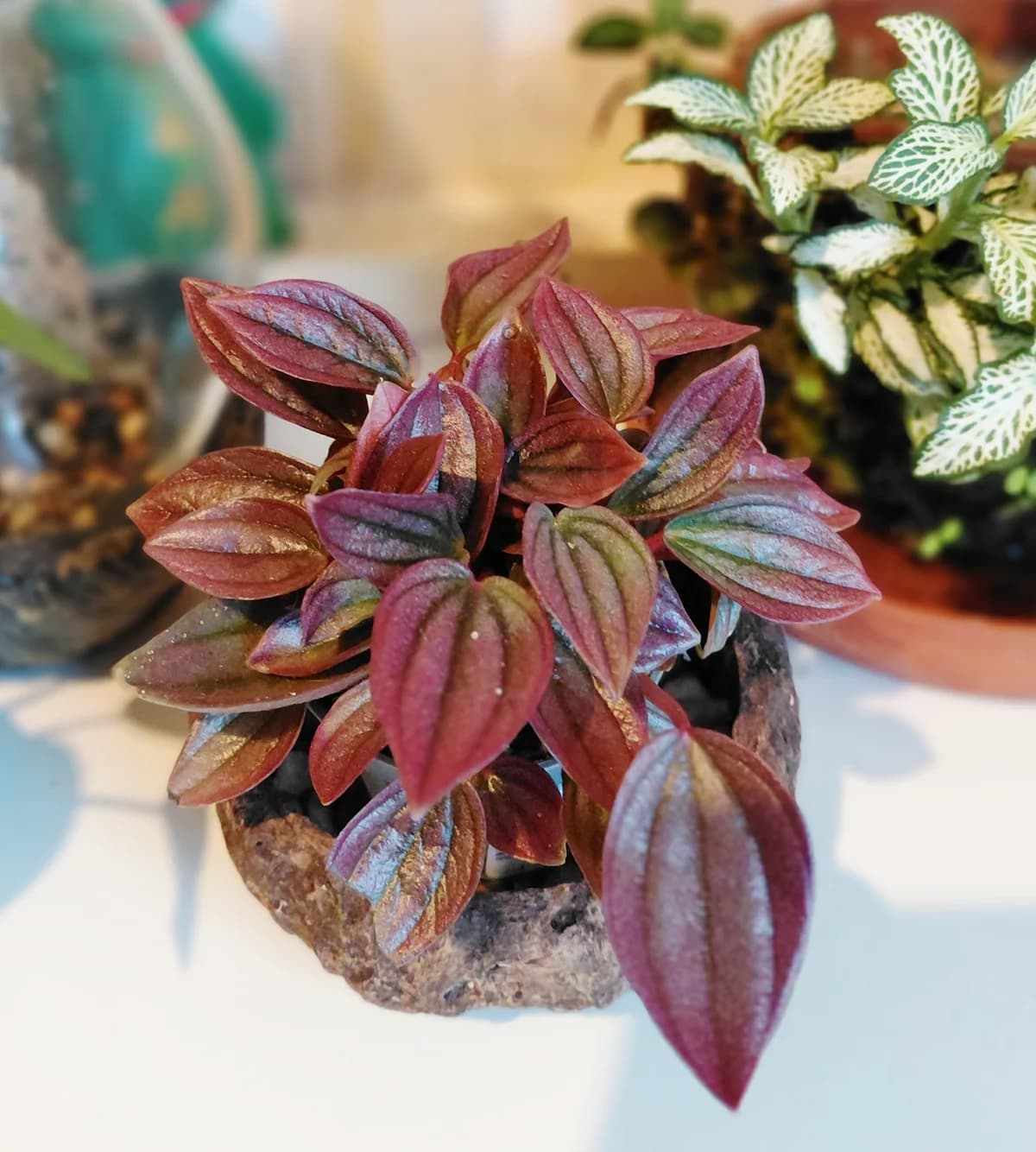 Peperomia caperata cayenne