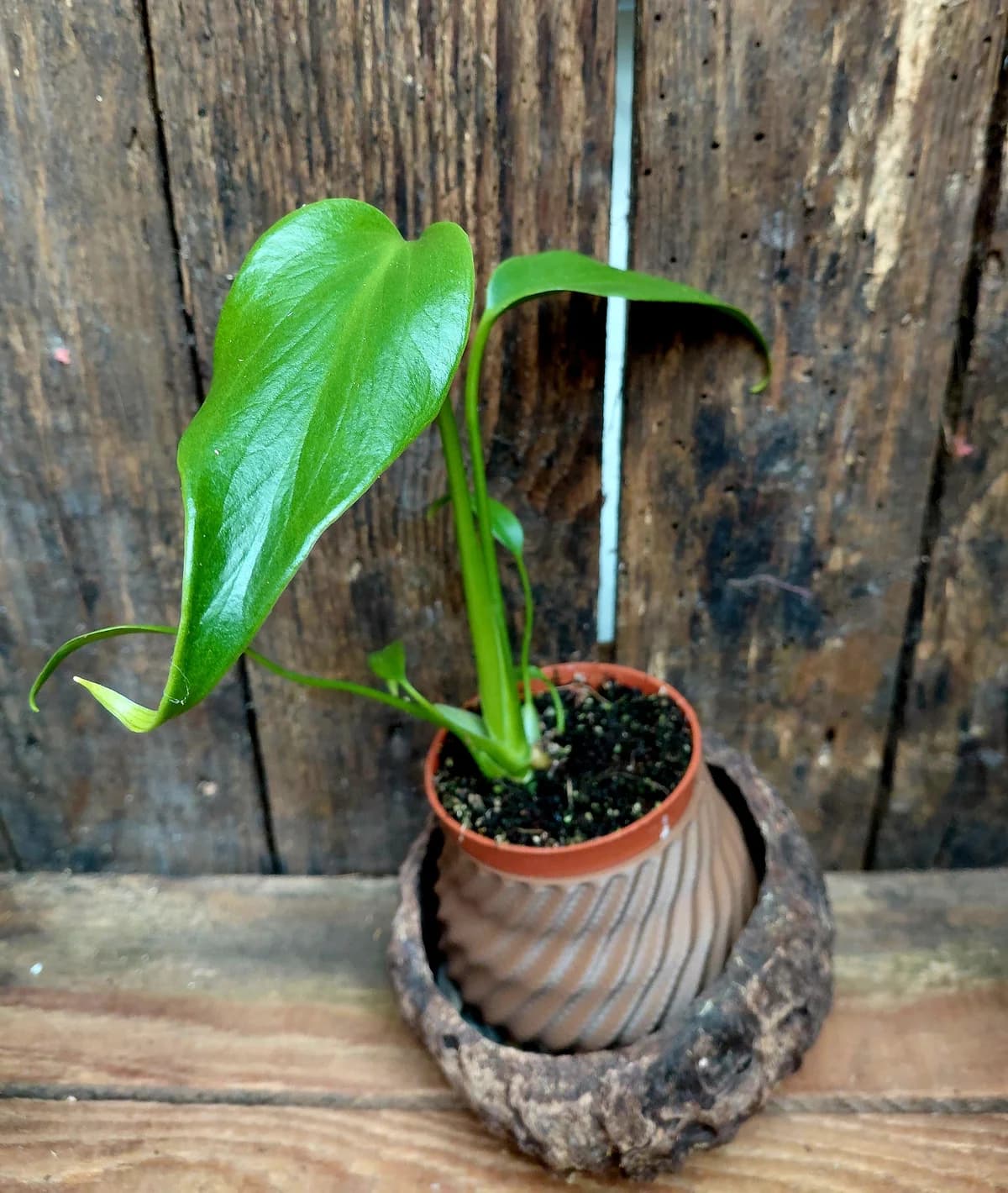 Monstera Burle marx flame - baby plant