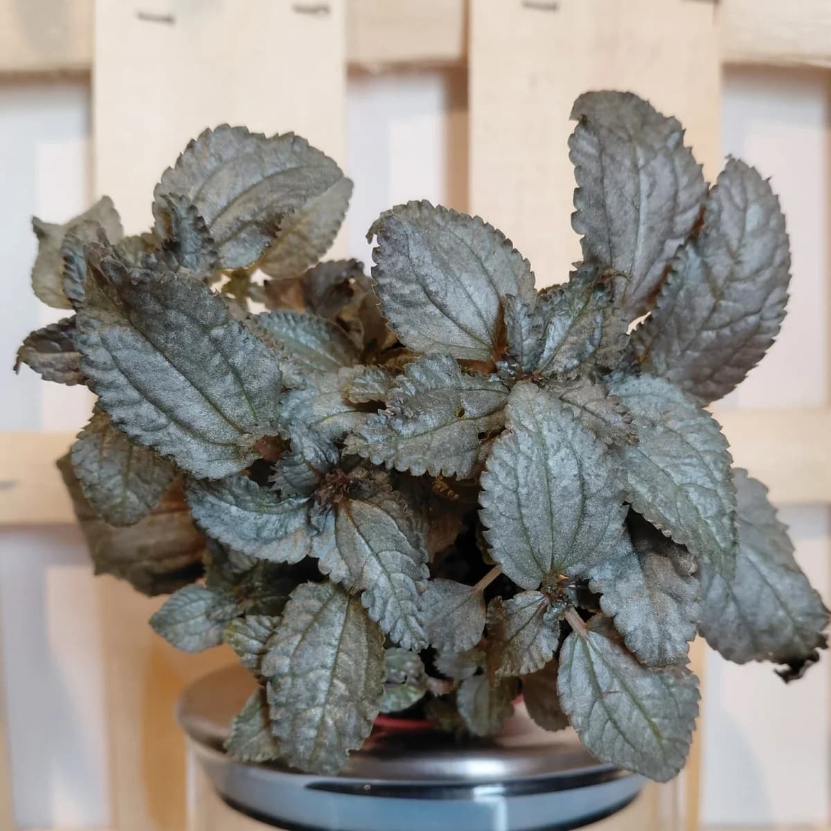 Pilea Pubescens 'Silver Cloud'