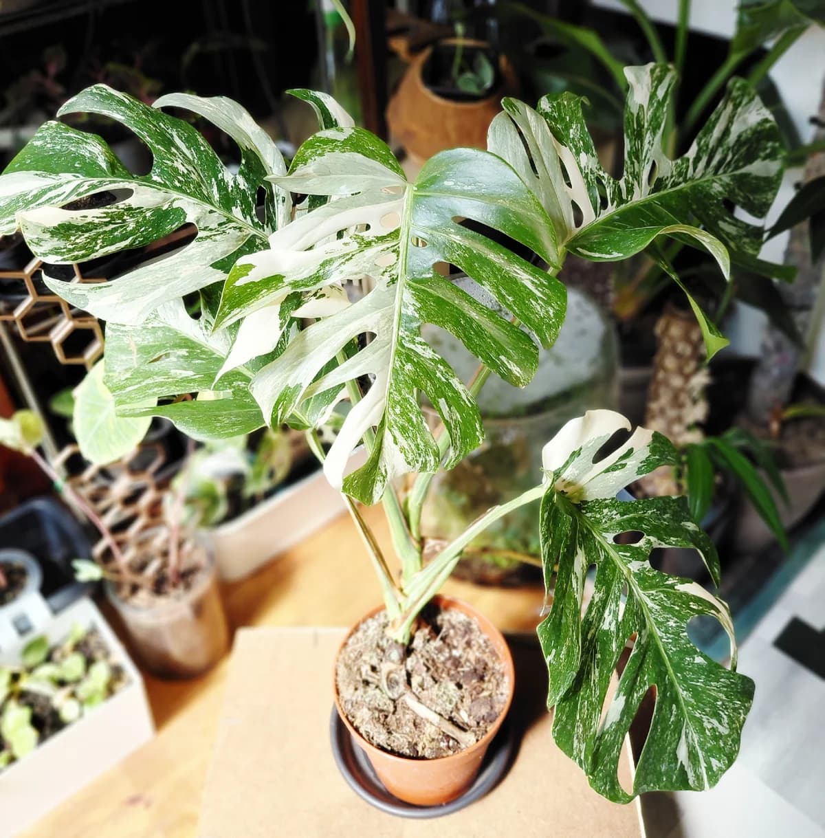 Monstera deliciosa variegata