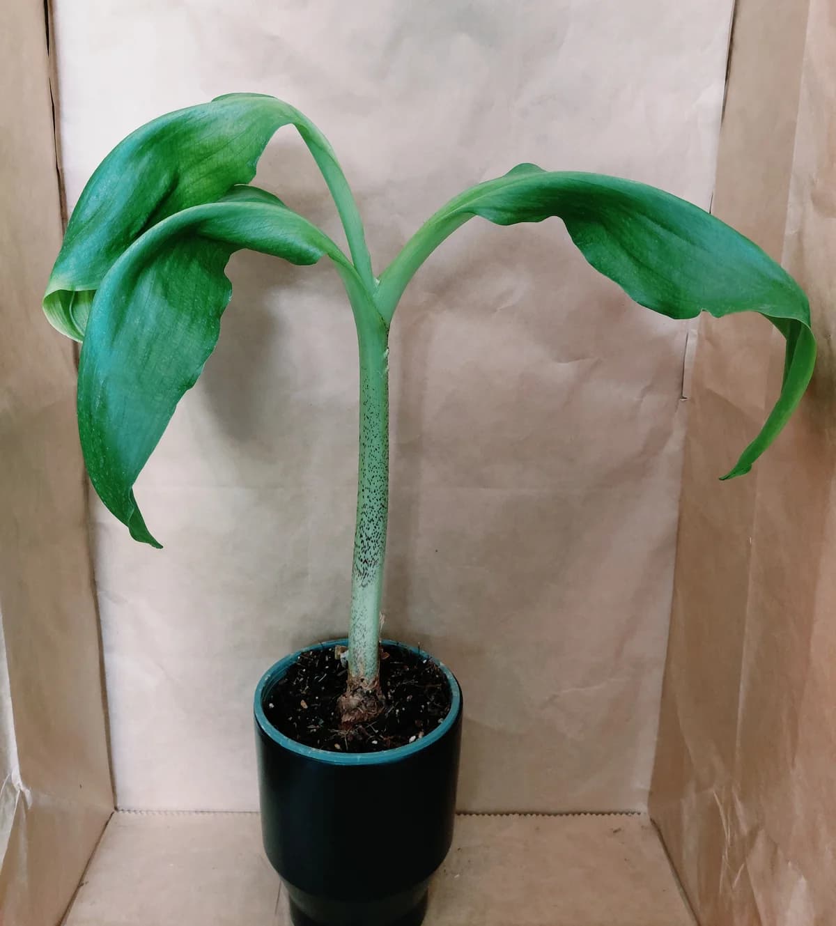Scadoxus