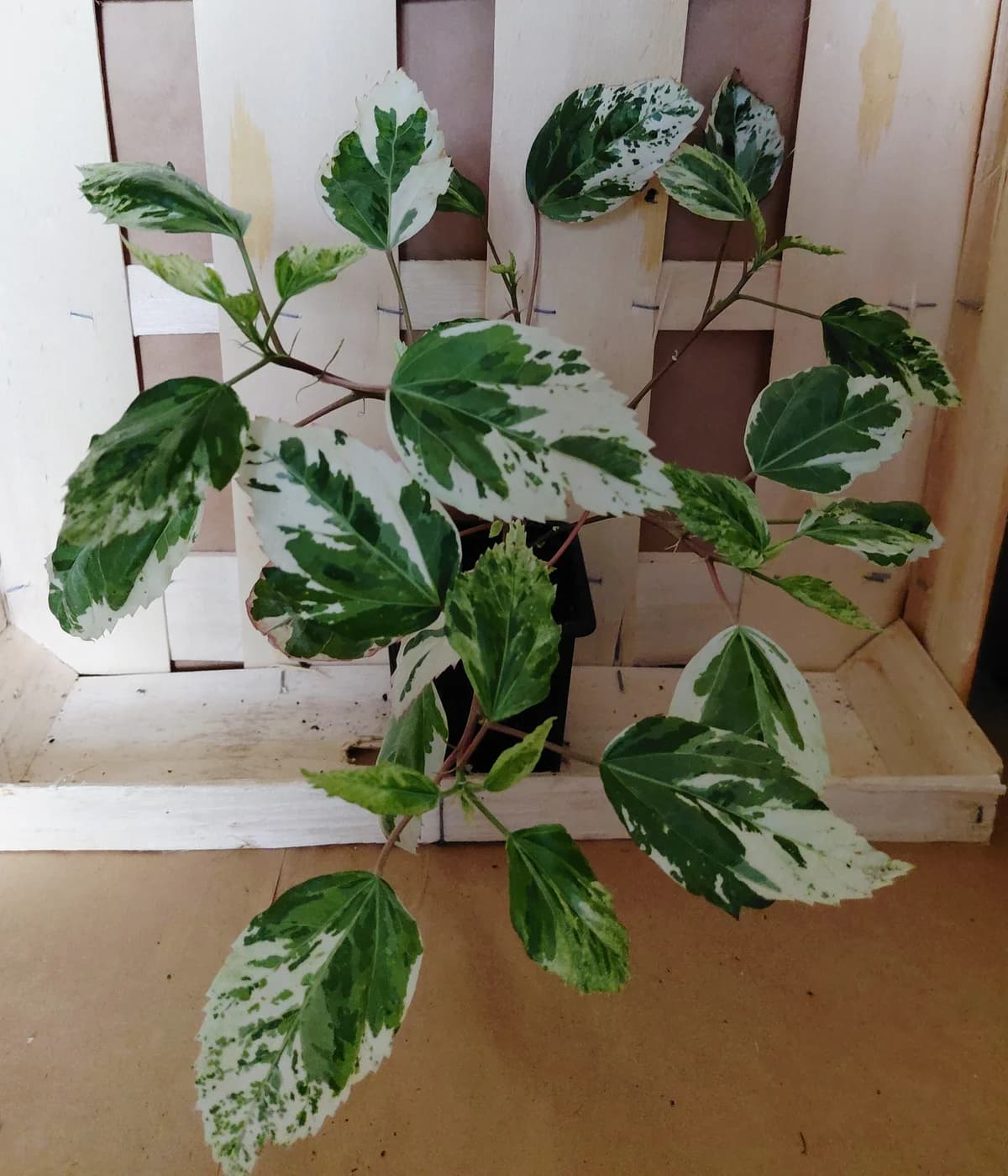 Hibiscus variegata