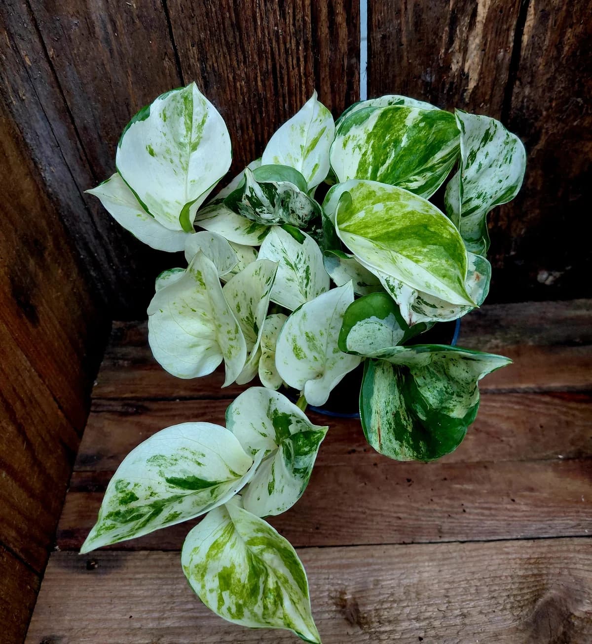 Epipremnum aureum 'Manjula' - Happy leaf