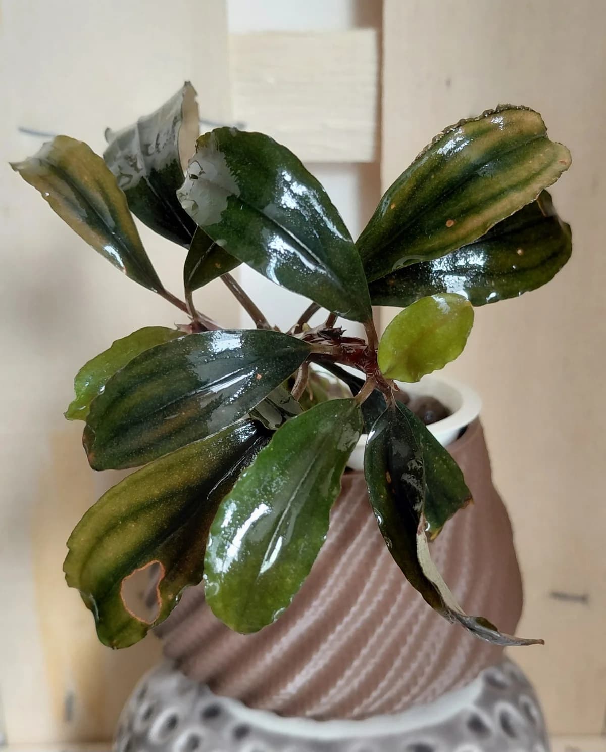 Bucephalandra Blue Venes