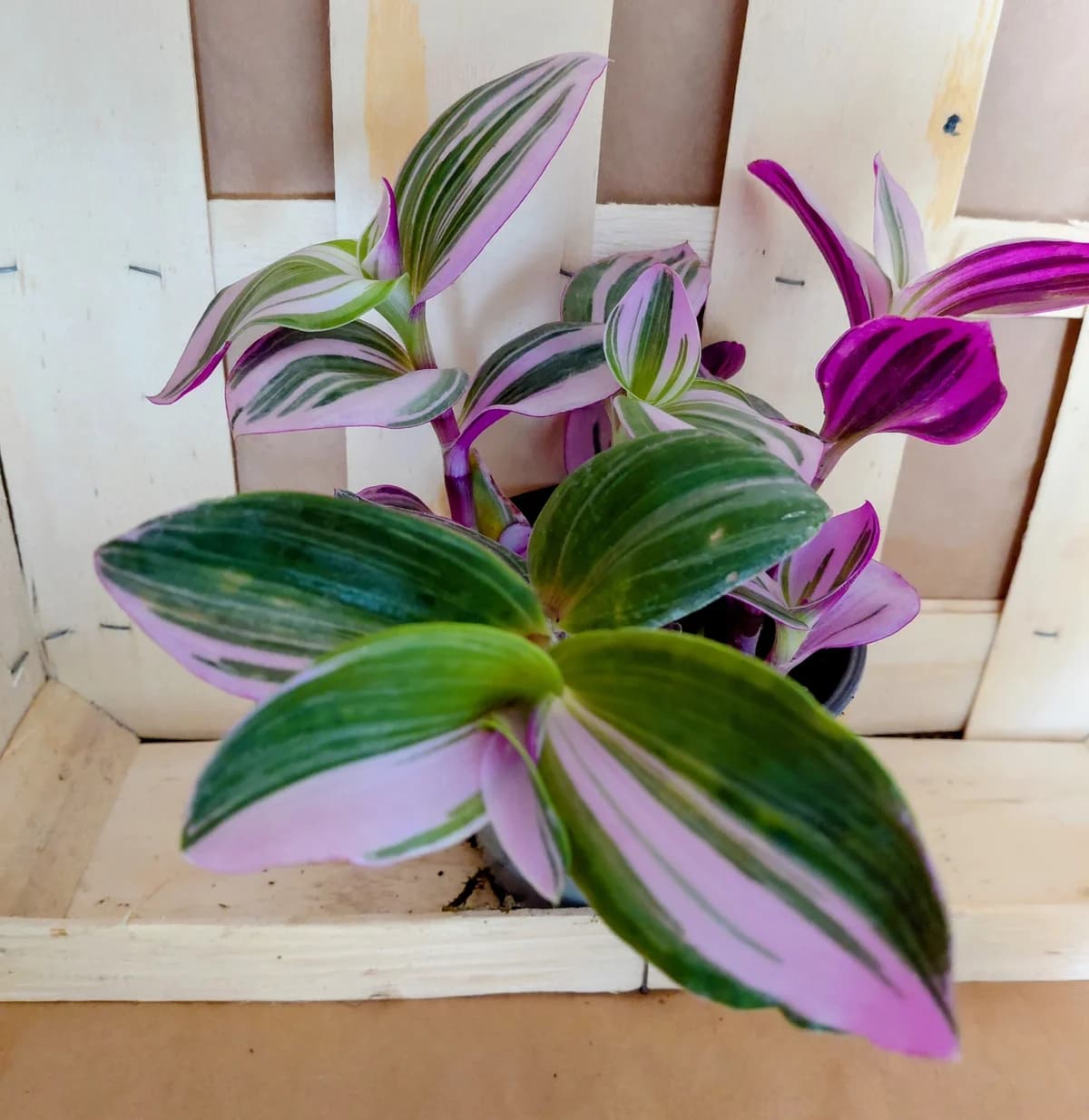 Tradescantia Albiflora Nanouk
