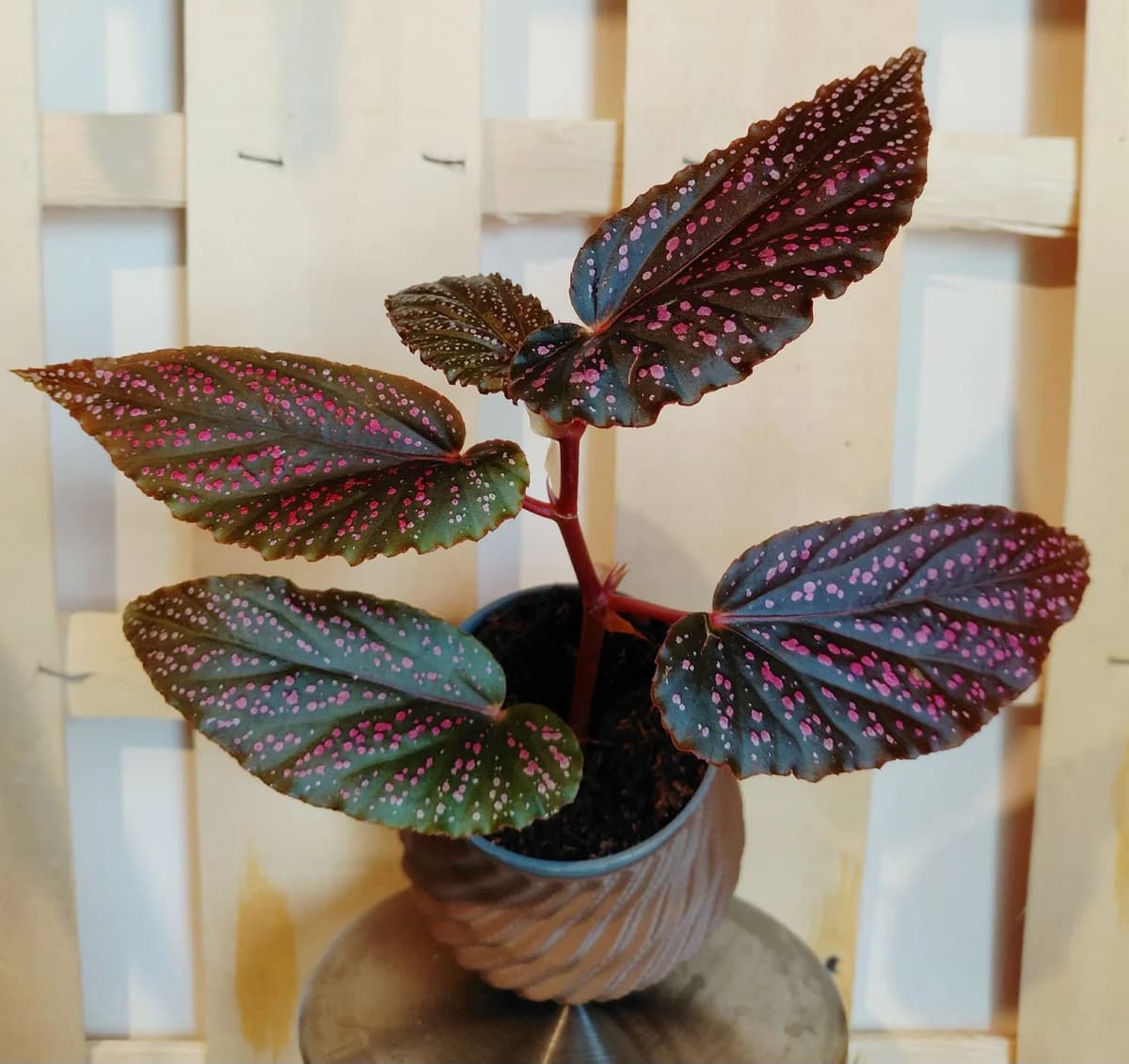Begonia Tamaya pink