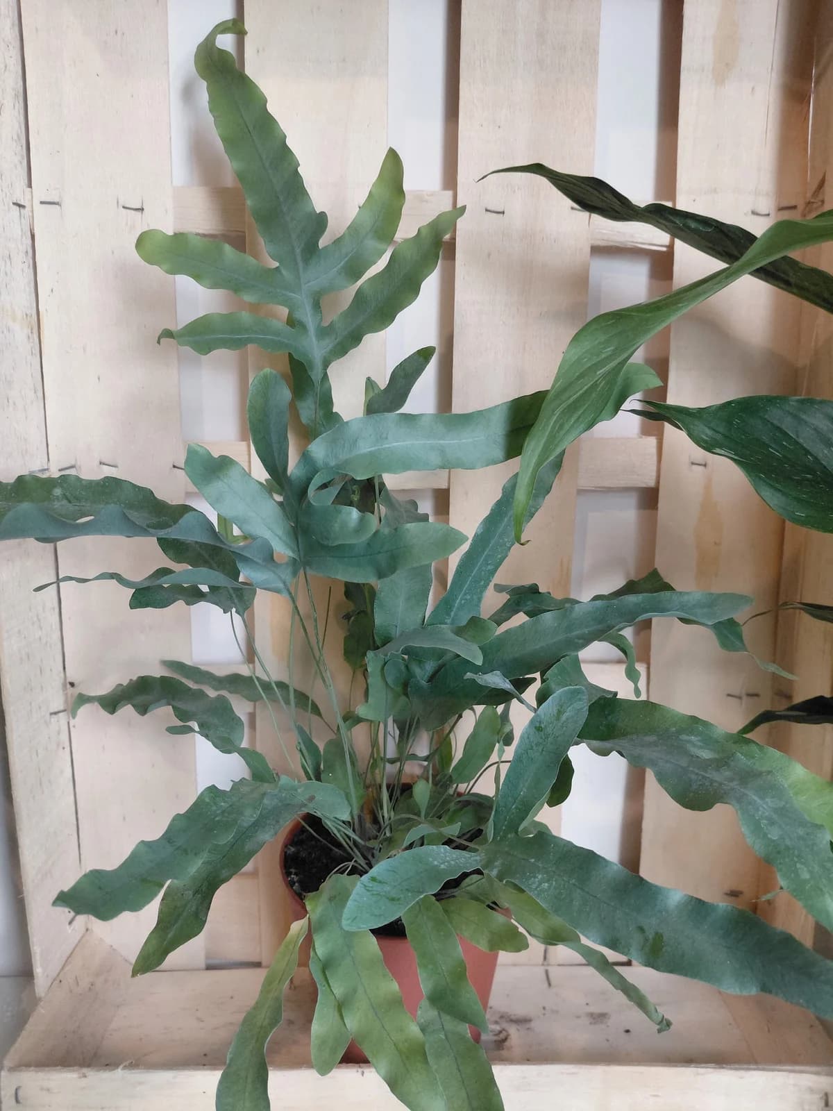 Phlebodium