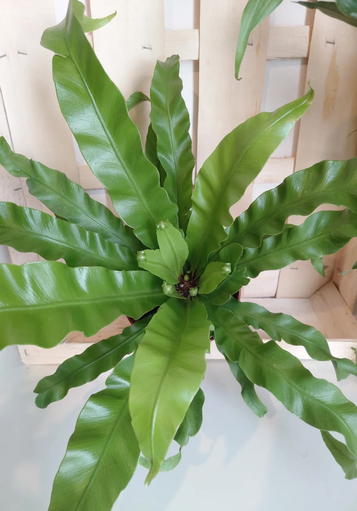 Asplenium "nid d'oiseau"