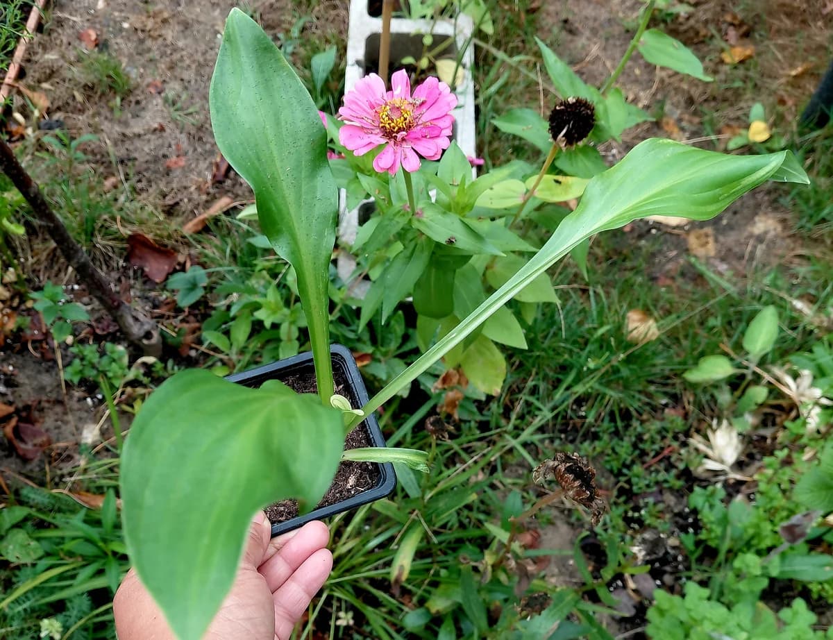 Hosta hybride