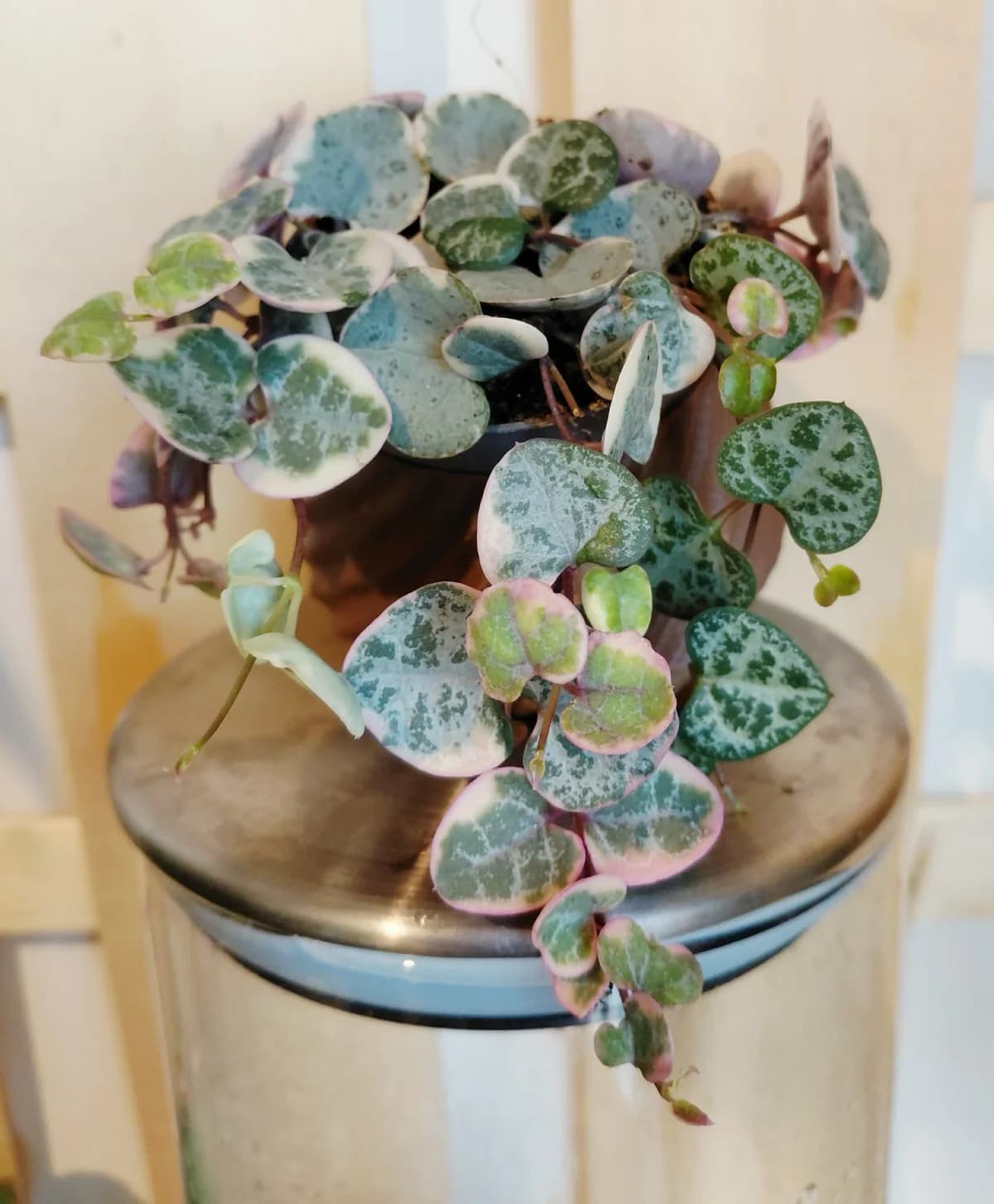 Ceropegia woodii var