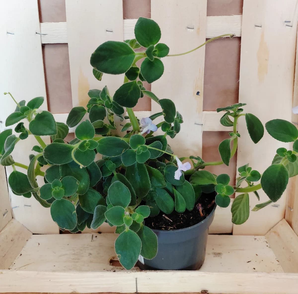 Streptocarpus pourpre - Primevère du Cap