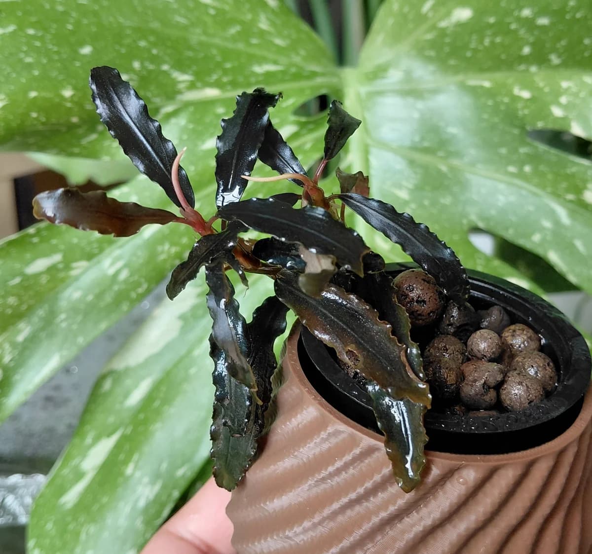 Bucephalandra sp. 'Kedagang'