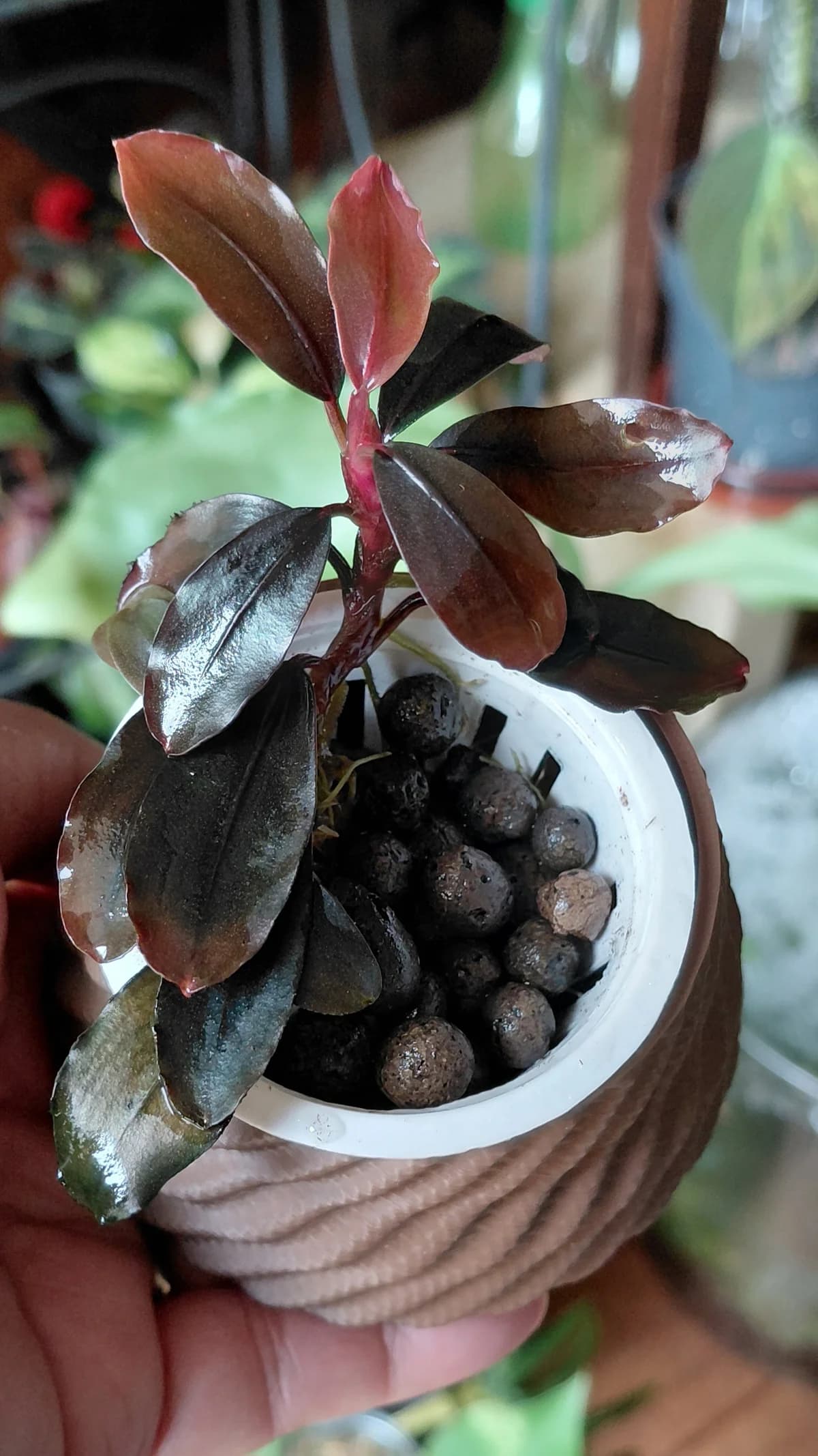 Bucephalandra sp. 'Theia Red'