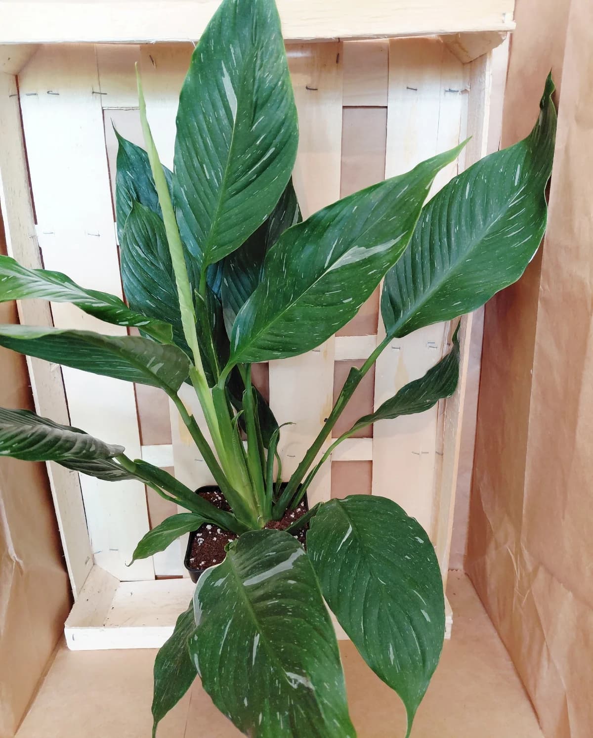 Spathiphyllum diamiond