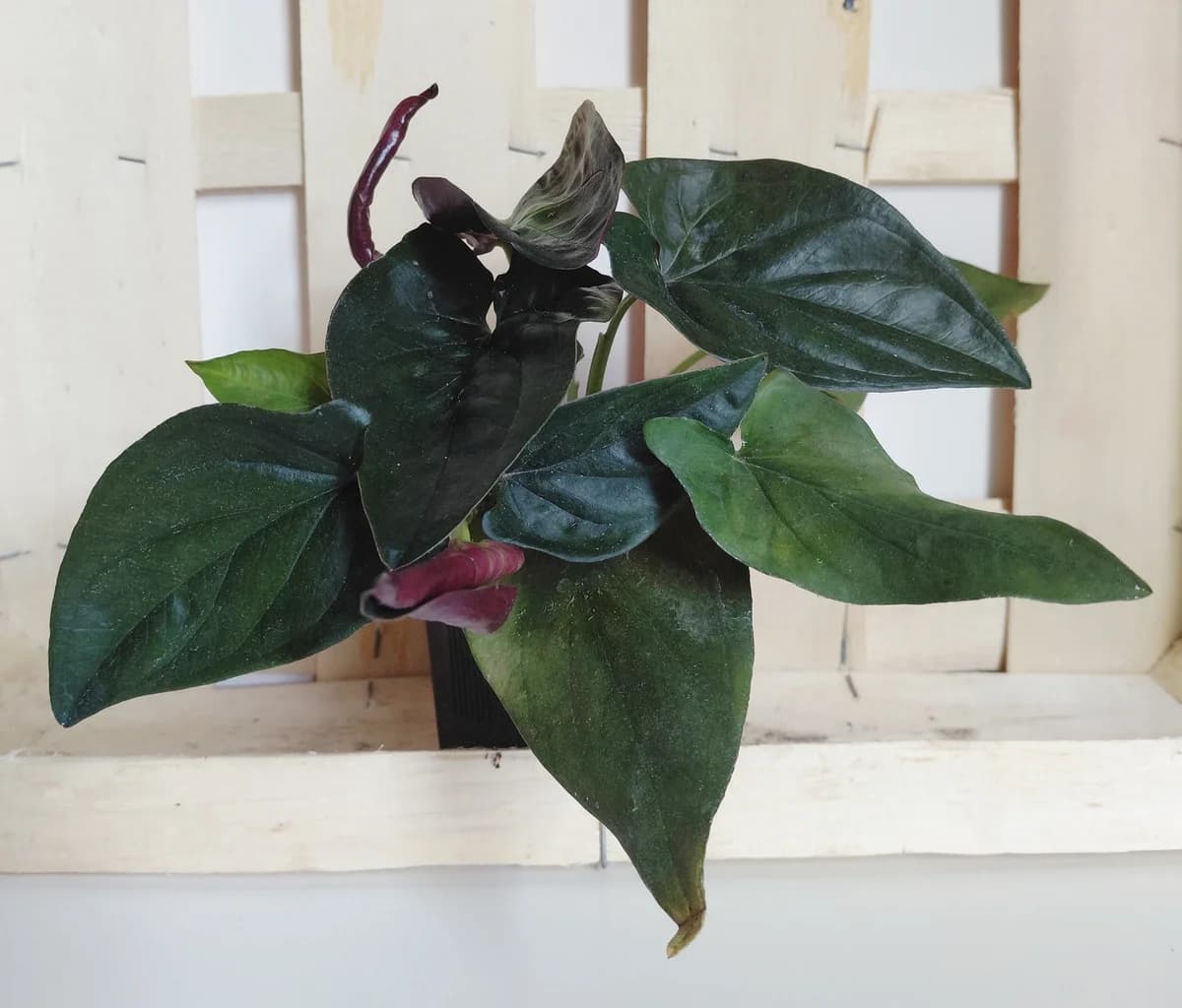 Syngonium Red Arrow